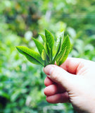 Foodservice Green Tea Iced Tea | Green Tea Iced Tea