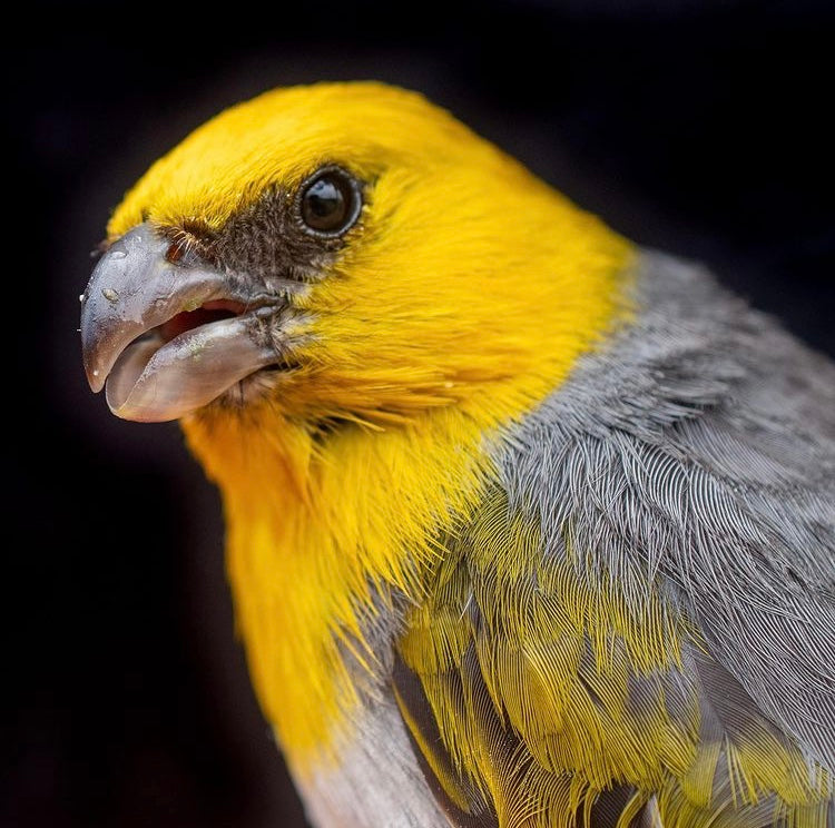 Working to save Hawaii's endangered birds
