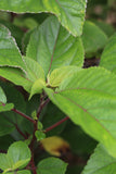 Mamaki Tea Leaf